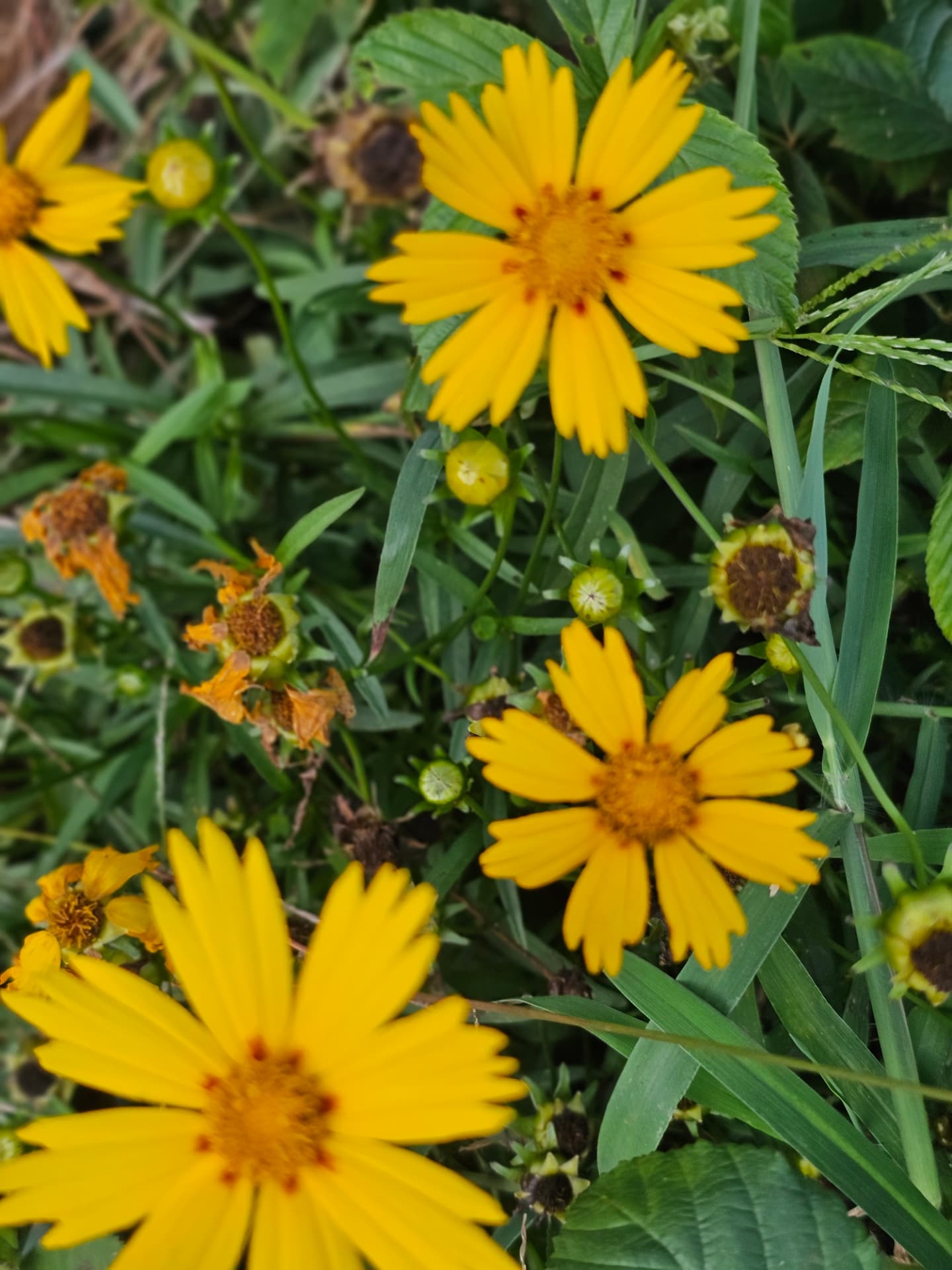 Golden wildflowers growing on the estate