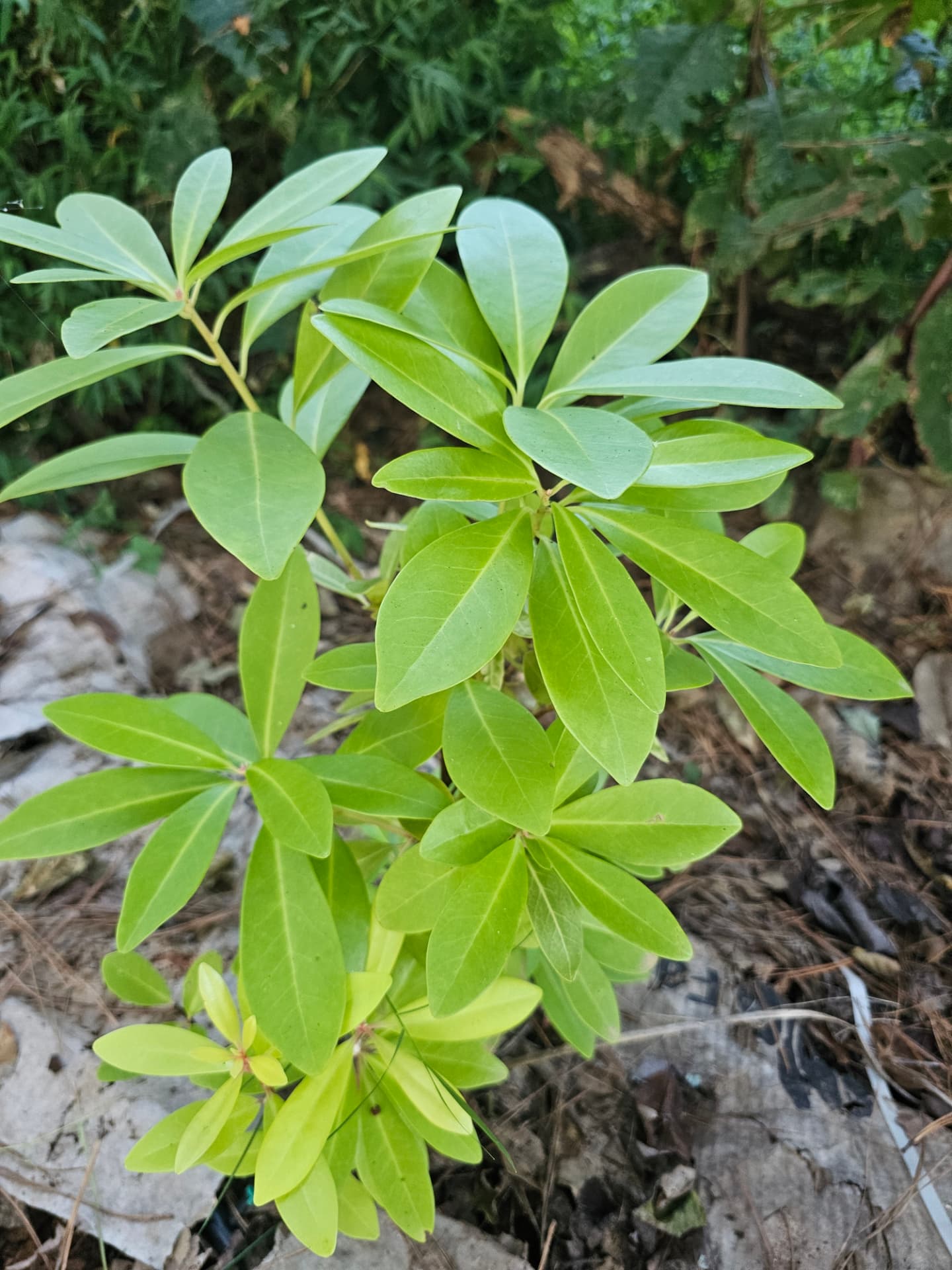 Healthy green estate planting