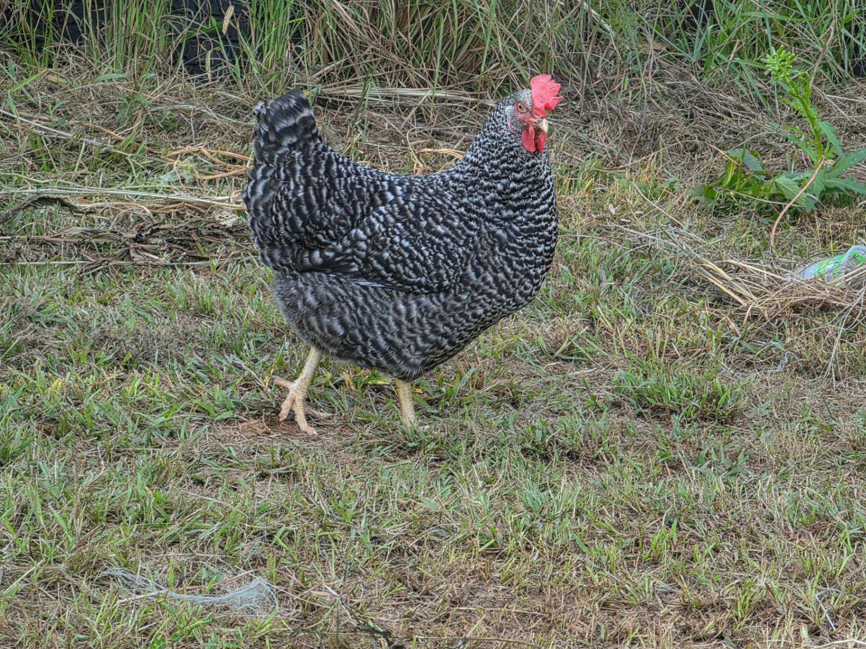 Young Dominique pullet on pasture