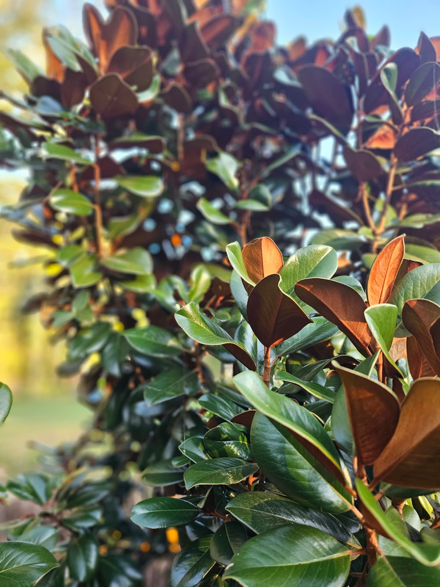 Glossy magnolia leaves glowing in estate sunlight