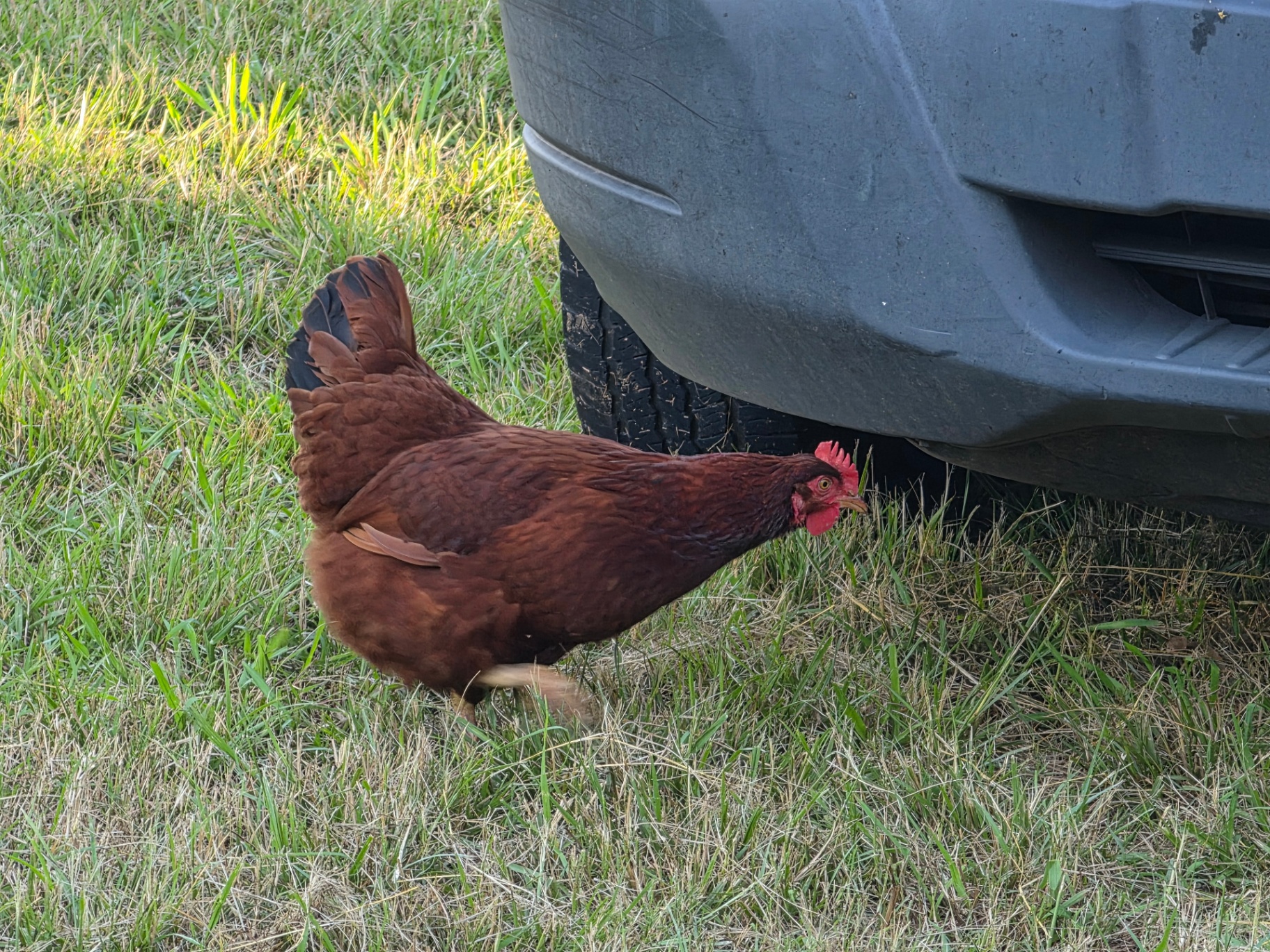 Rhode Island Red hen grazing on pasture