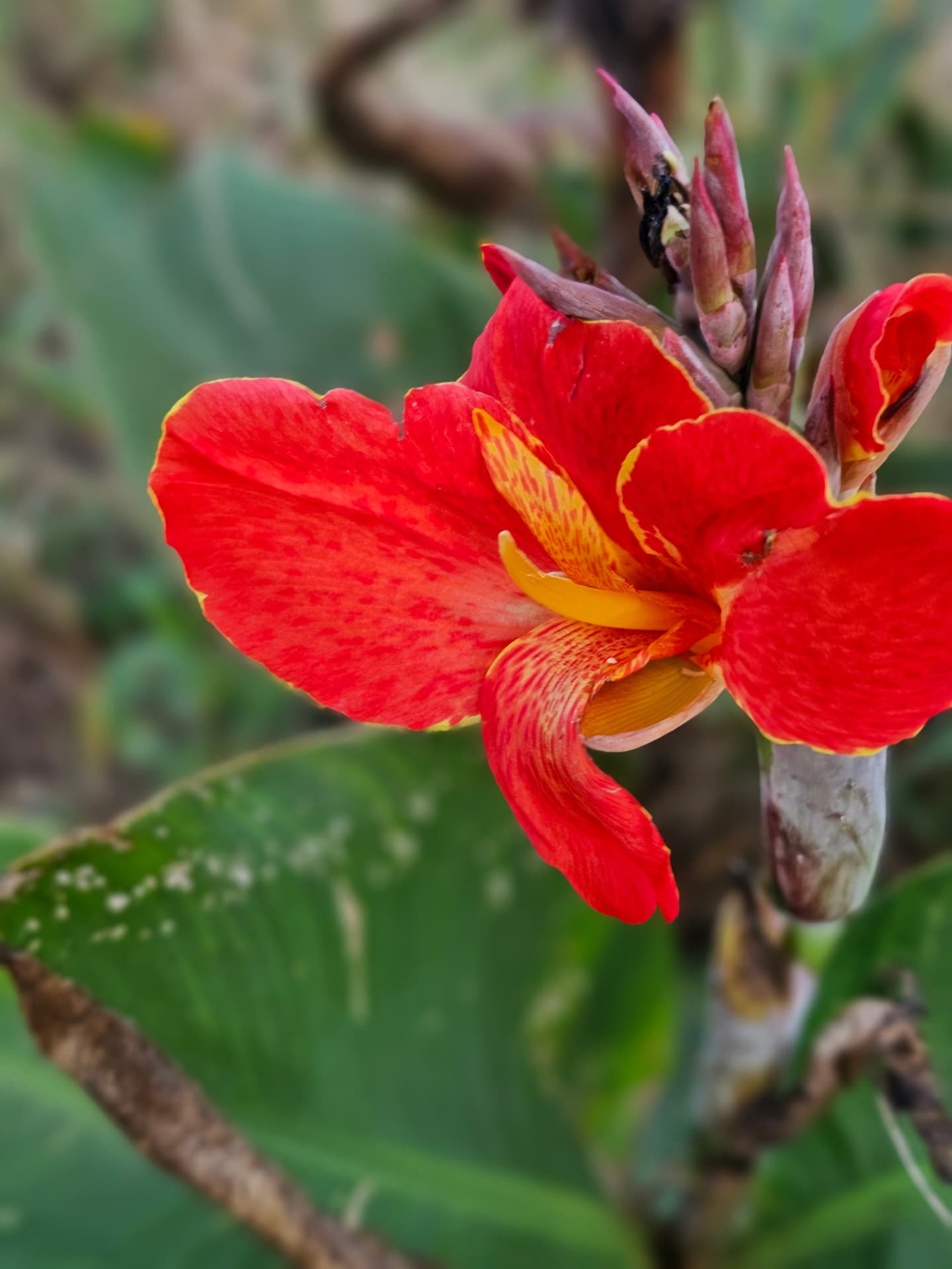 Red canna flower blooming in the garden