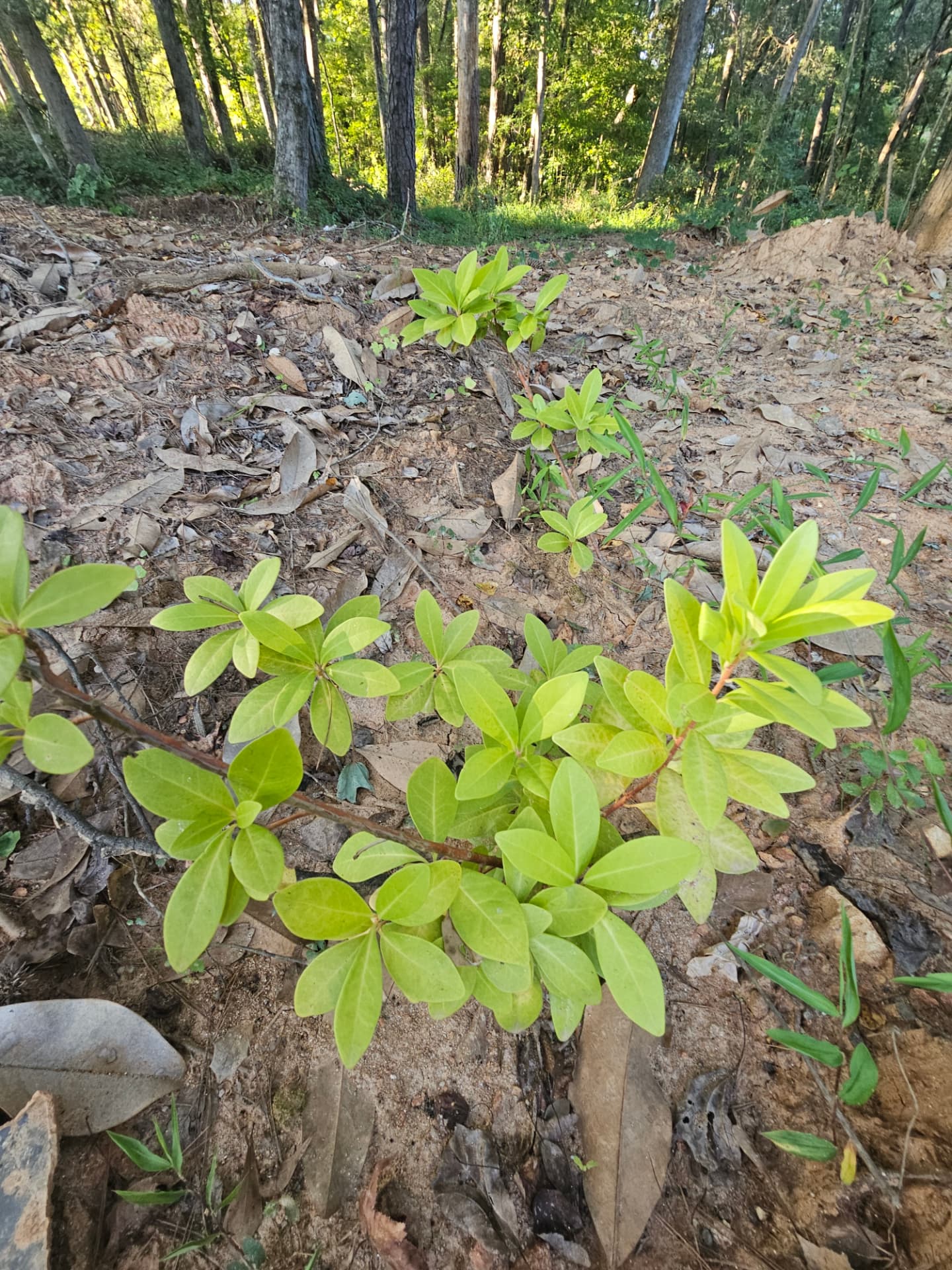 Young plant growing along the wooded estate edge