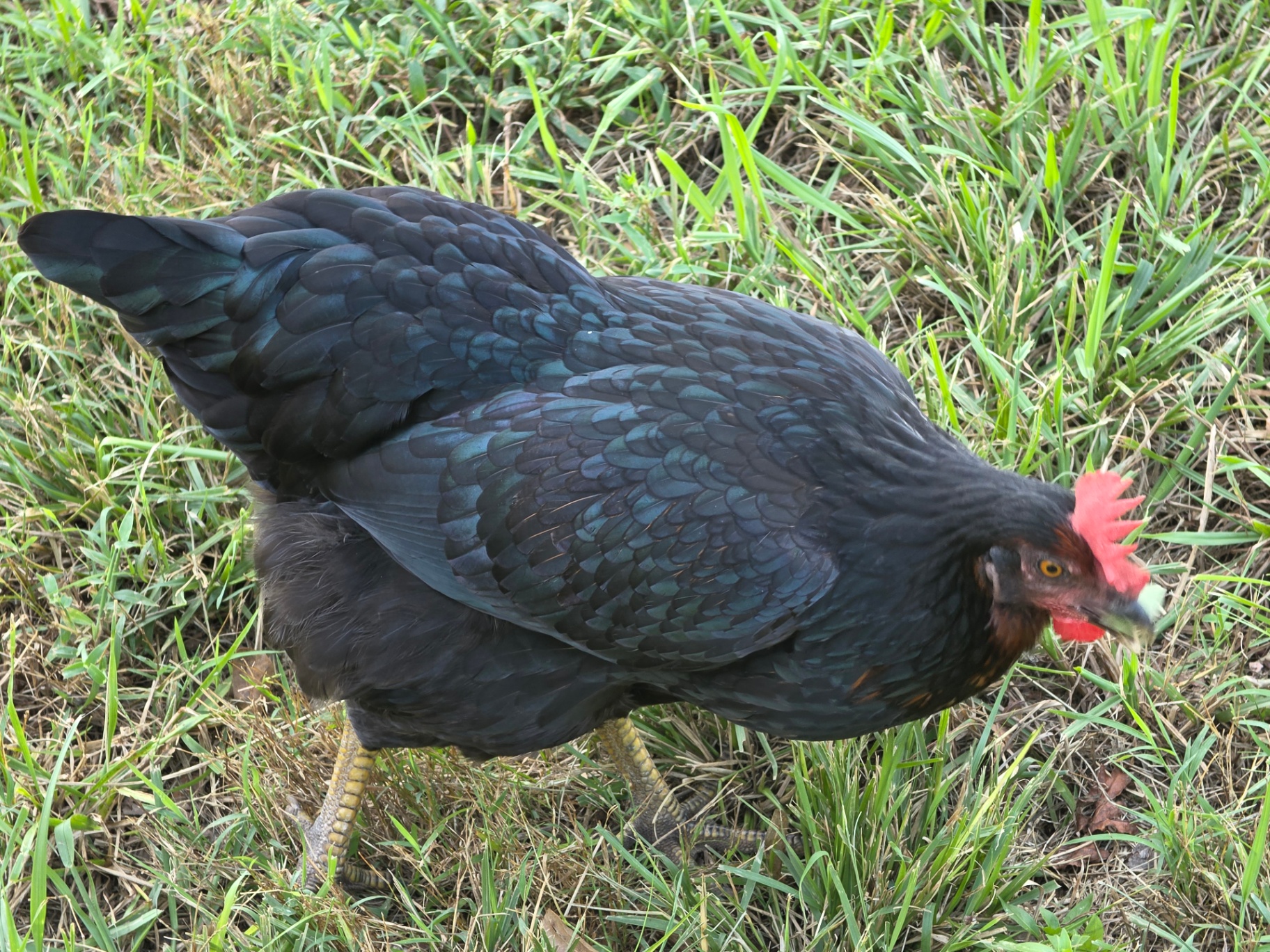 Mature Black Star laying hen on pasture